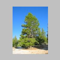 Washoe Pine1.JPG